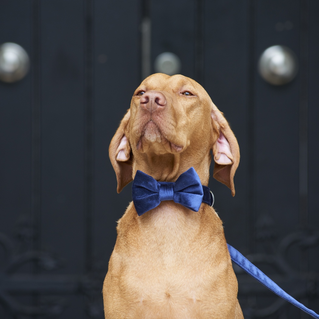 Velvet bow tie - Navy , Dog Bow Ties , 