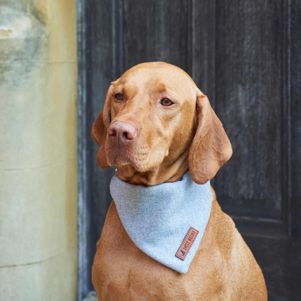 Close-up of a Vizsla wearing a grey tweed dog bandana with the Sweet William label showing