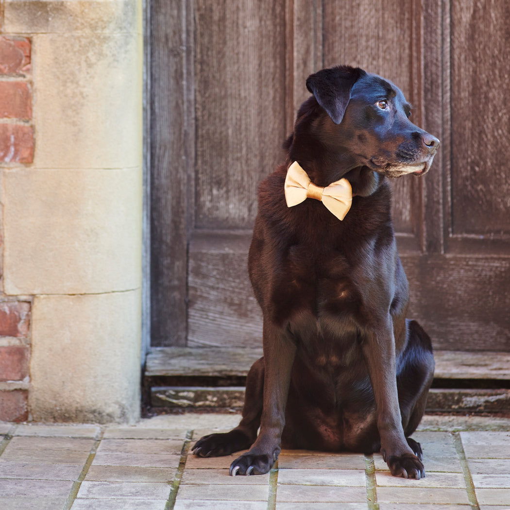 A black Labrador wearing a gold velvet Christmas bow tie outside a festive front door, ready to celebrate in style