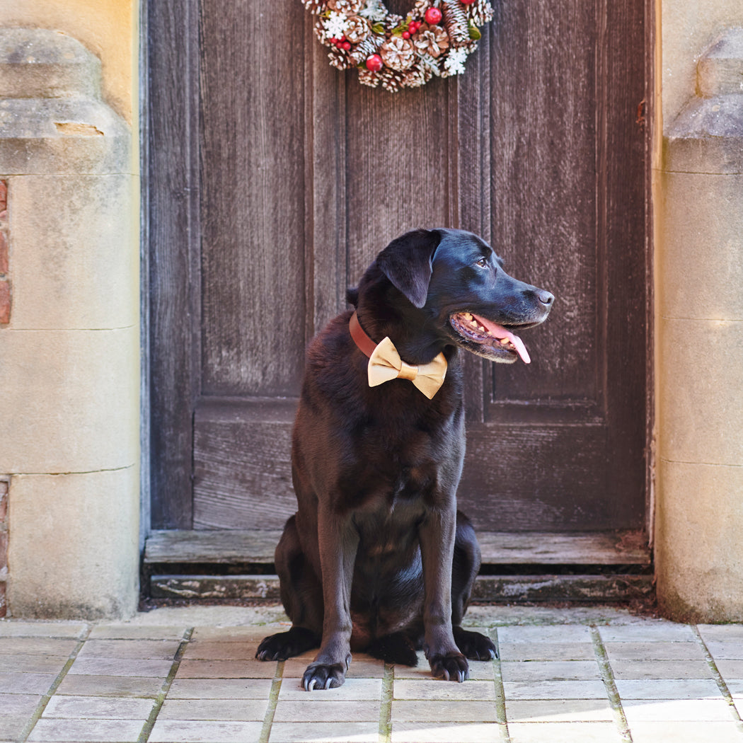 A black Labrador wearing a gold velvet Christmas bow tie beneath a festive wreath, looking very dapper for the celebrations