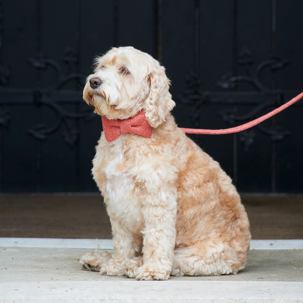 Cream Cockapoo looking wonderfully dapper in an orange tweed dog bow tie with a matching lead by Sweet William Designs