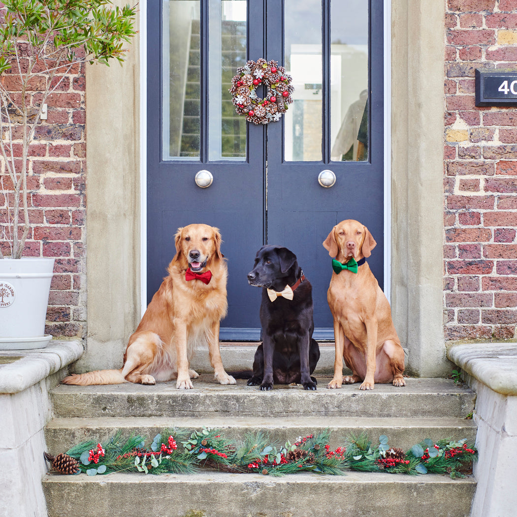 Three much-loved dogs wearing our full collection of Christmas bow ties in red, green and gold, sitting proudly outside a festive front door