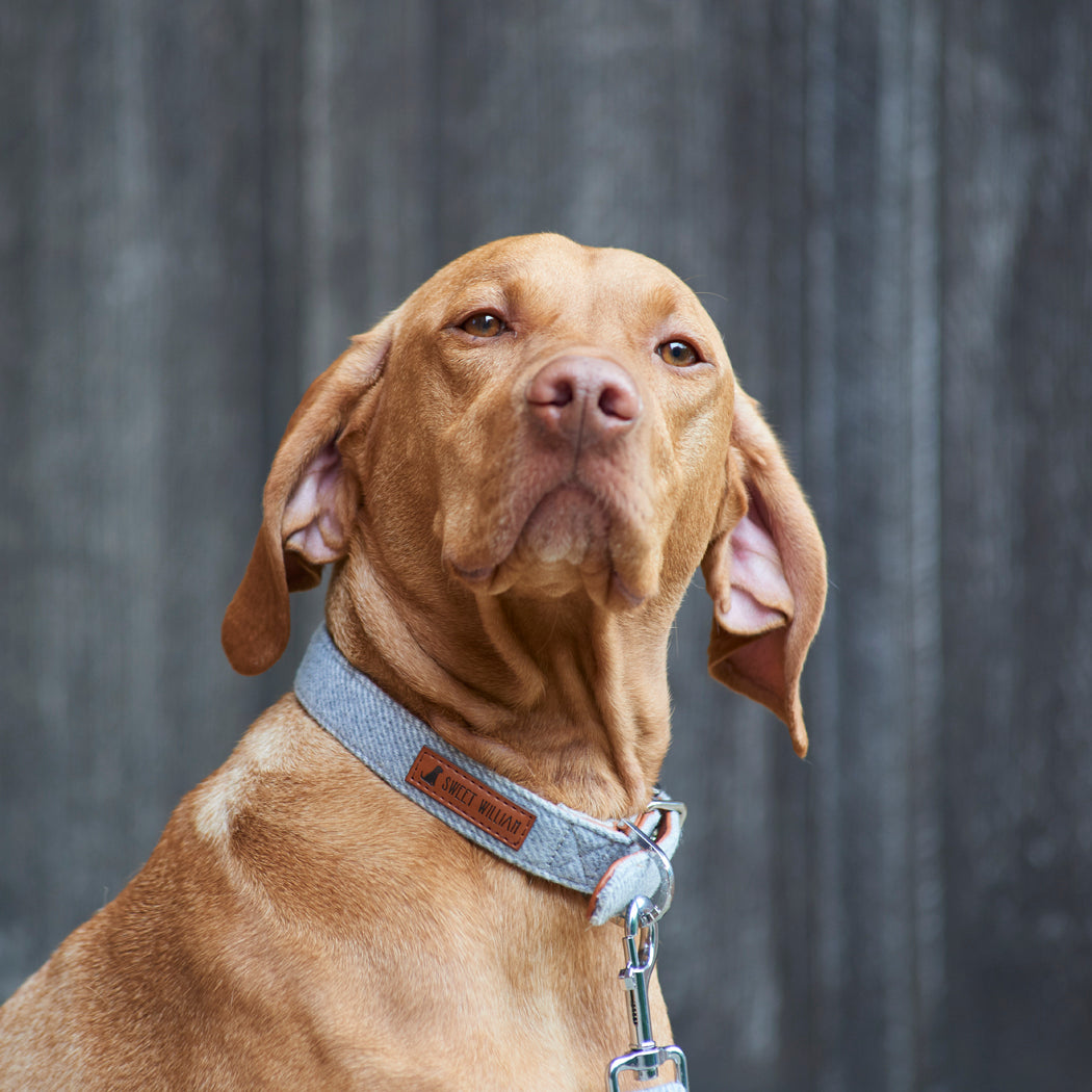 Dog wearing a grey tweed dog collar outdoors