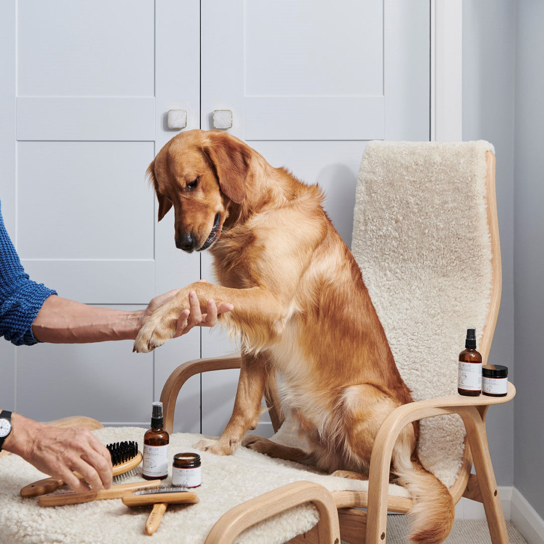 Cooper the Golden retriever being pampered with Sweet William dog grooming products including personalised bamboo slicker brush — dog grooming gift by Sweet William Designs