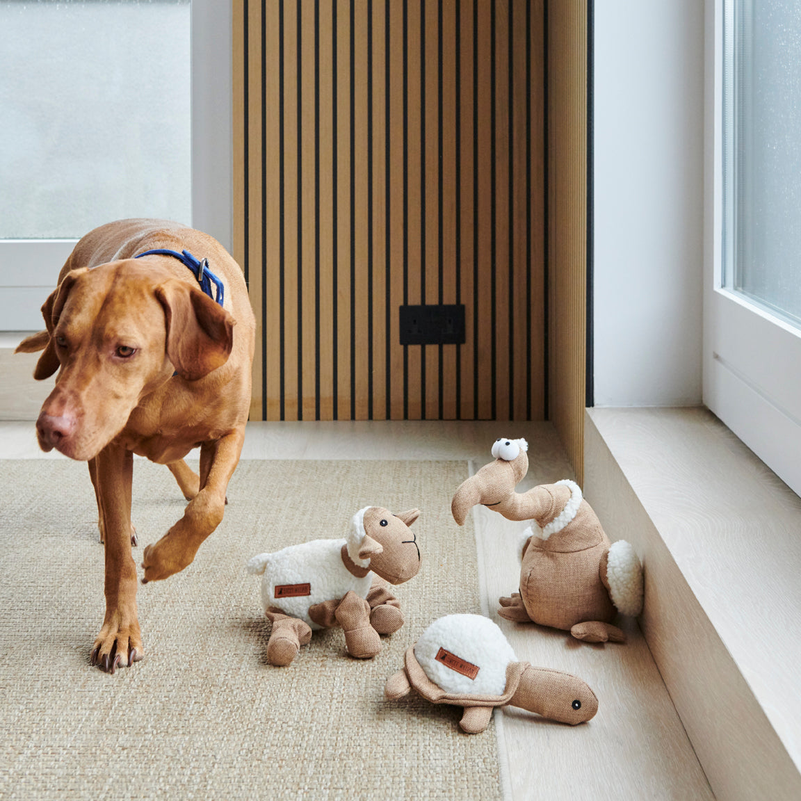 Scooby the Vizsla playing with a collection of Sweet William Designs dog toys, including Horatio the Turtle, Woolliam the Lamb and Tarquin the Dodo