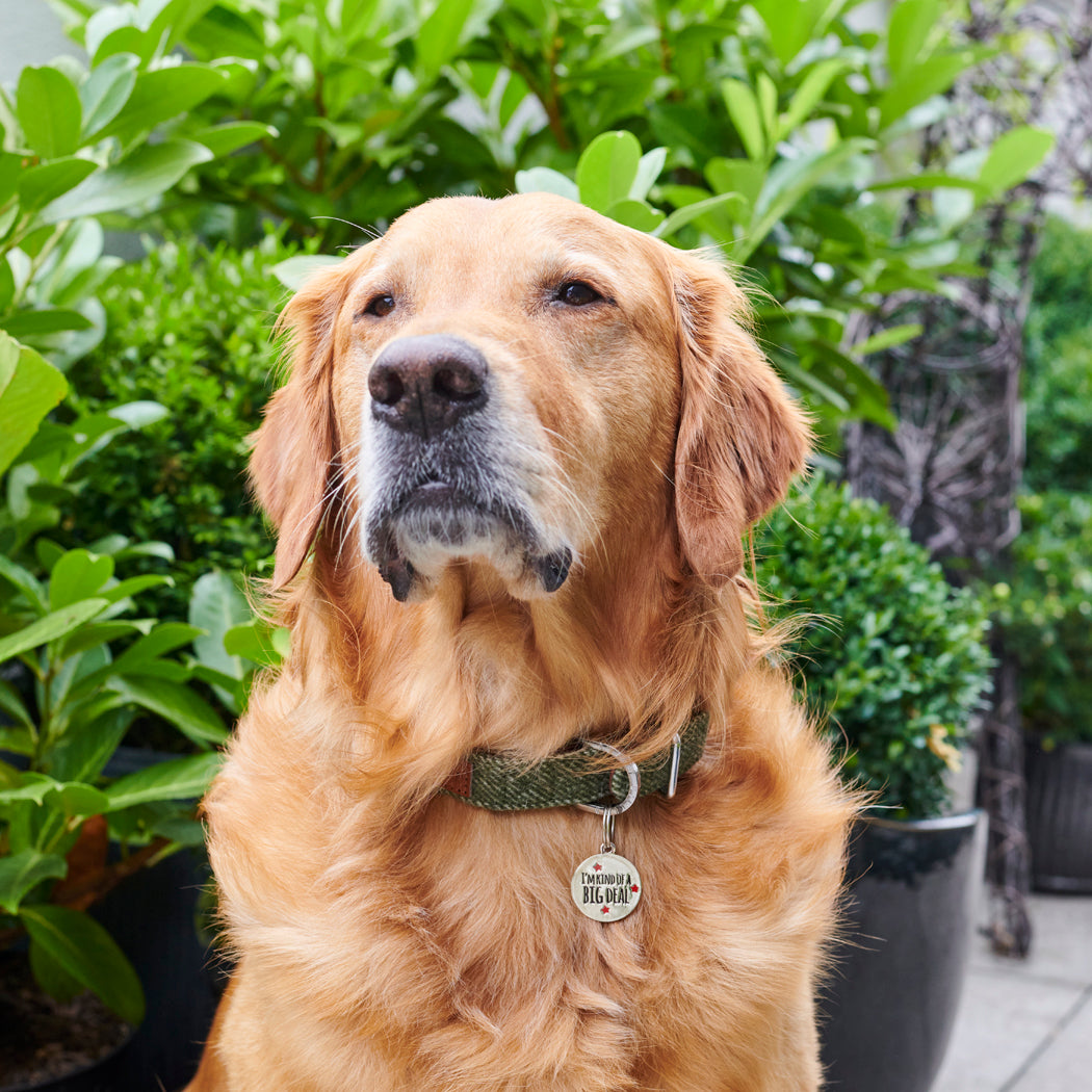 Cooper the Golden Retriever wearing 'I'm Kind Of A Big Deal' personalised dog tag — funny dog ID tag by Sweet William Designs