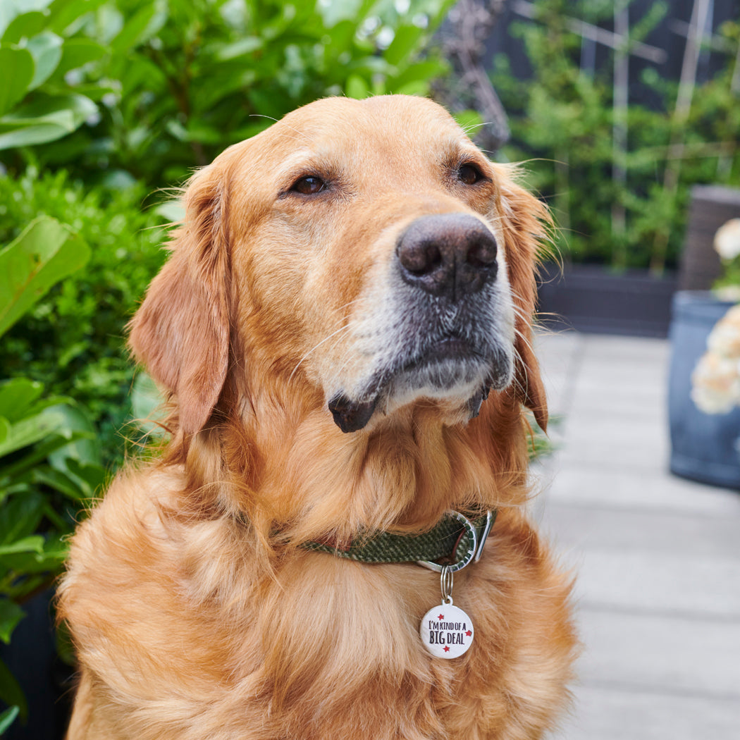 Golden Retriever close-up wearing 'I'm Kind Of A Big Deal' personalised dog tag — dog gift by Sweet William Designs