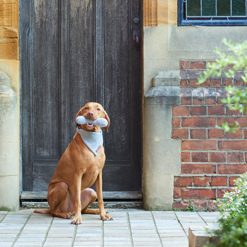 Vizsla sitting by a country doorway with a grey tweed dog bone toy in its mouth and a matching bandana by Sweet William Designs