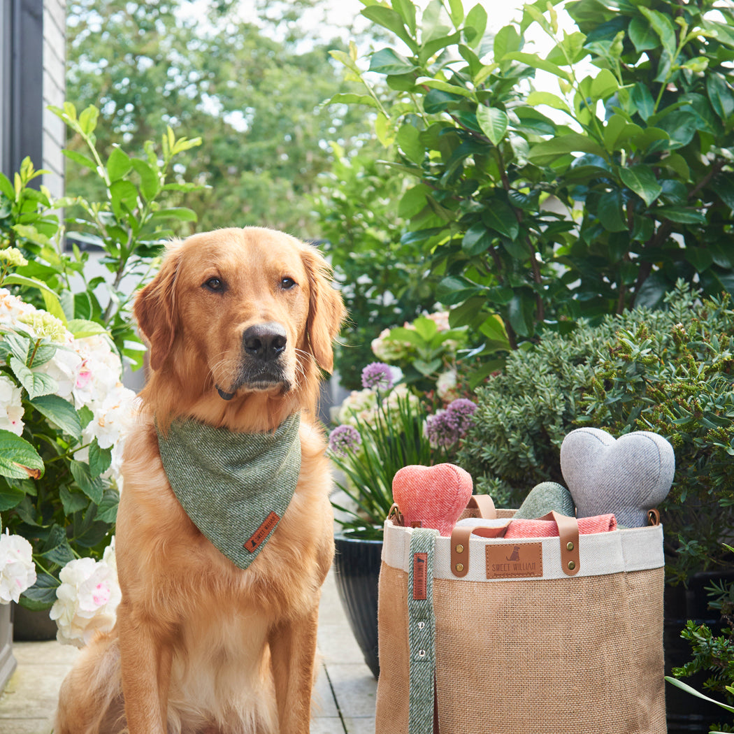 Golden Retriever wearing a green tweed dog bandana beside a jute bag filled with coordinating tweed dog accessories