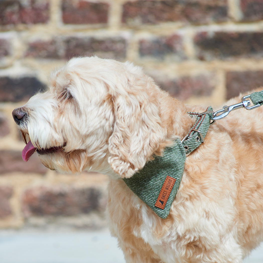 Cream Cockapoo wearing a green tweed dog bandana with matching collar and lead, ready for a smart walk