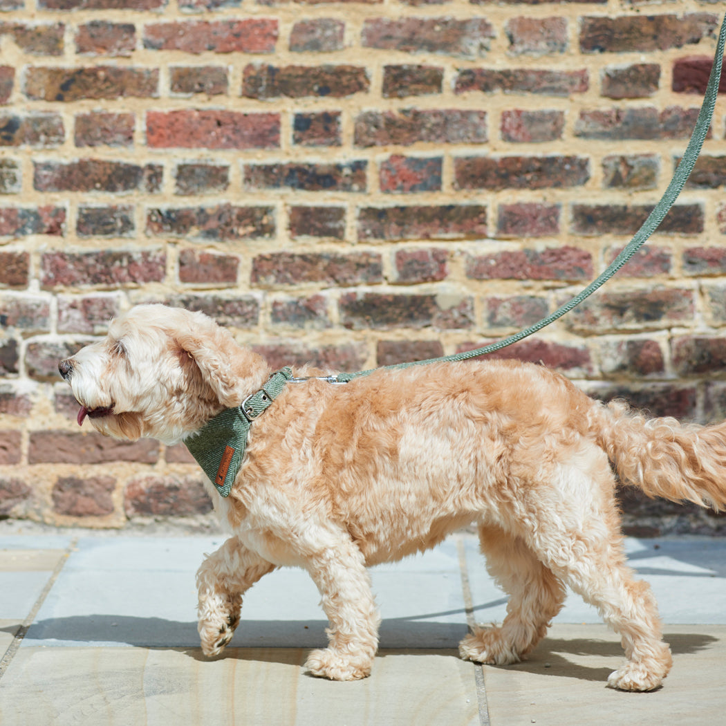 Cream Cockapoo enjoying a walk in a green tweed dog bandana with a beautifully coordinated matching lead