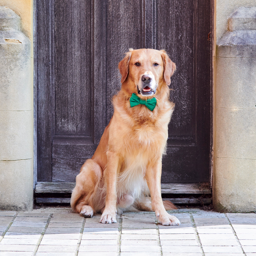 Golden Retriever sitting smartly by a wooden doorway in a green velvet dog bow tie, perfect gift for dogs