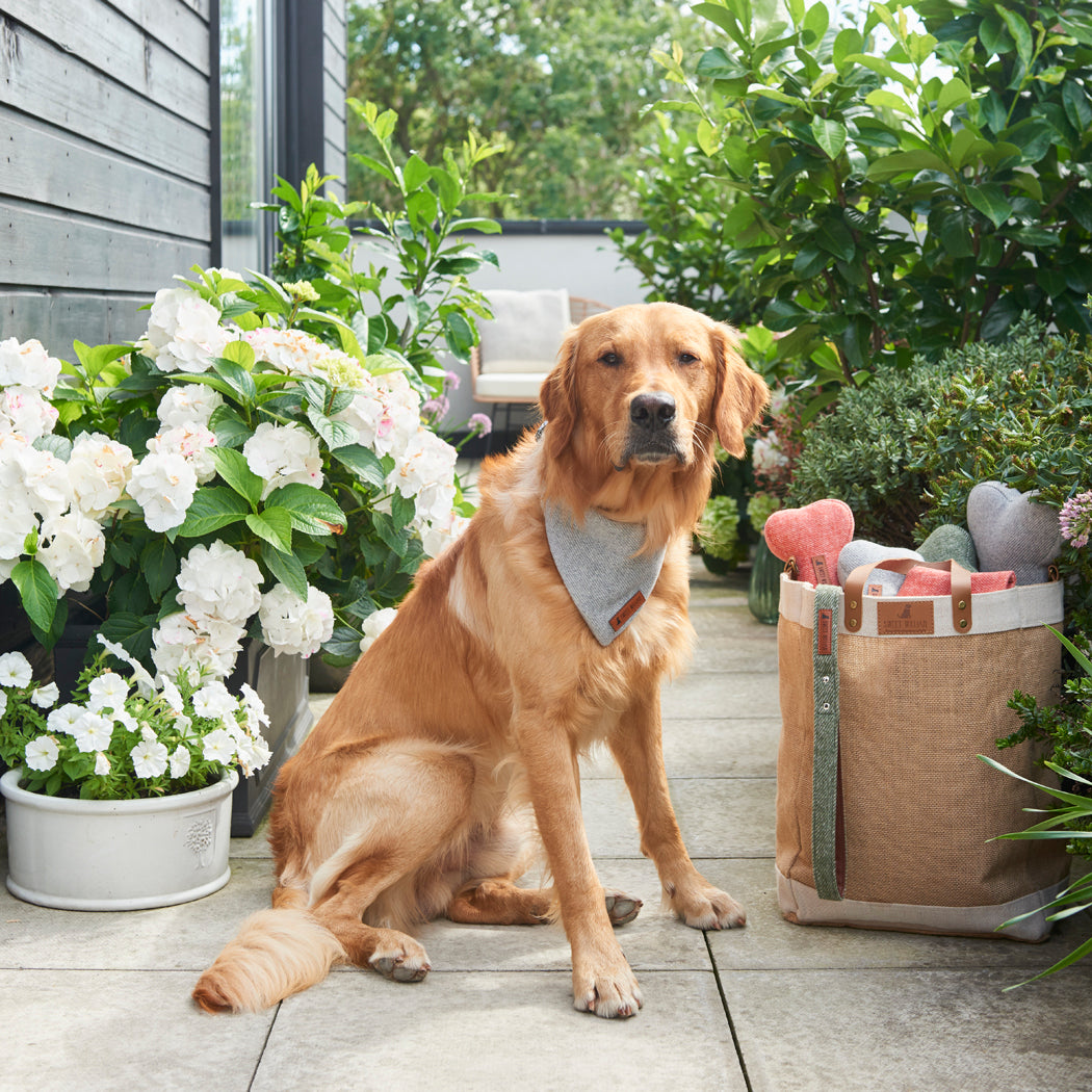 Golden Retriever in a grey tweed bandana beside a jute bag filled with orange, grey and green tweed dog bone toys and matching accessories