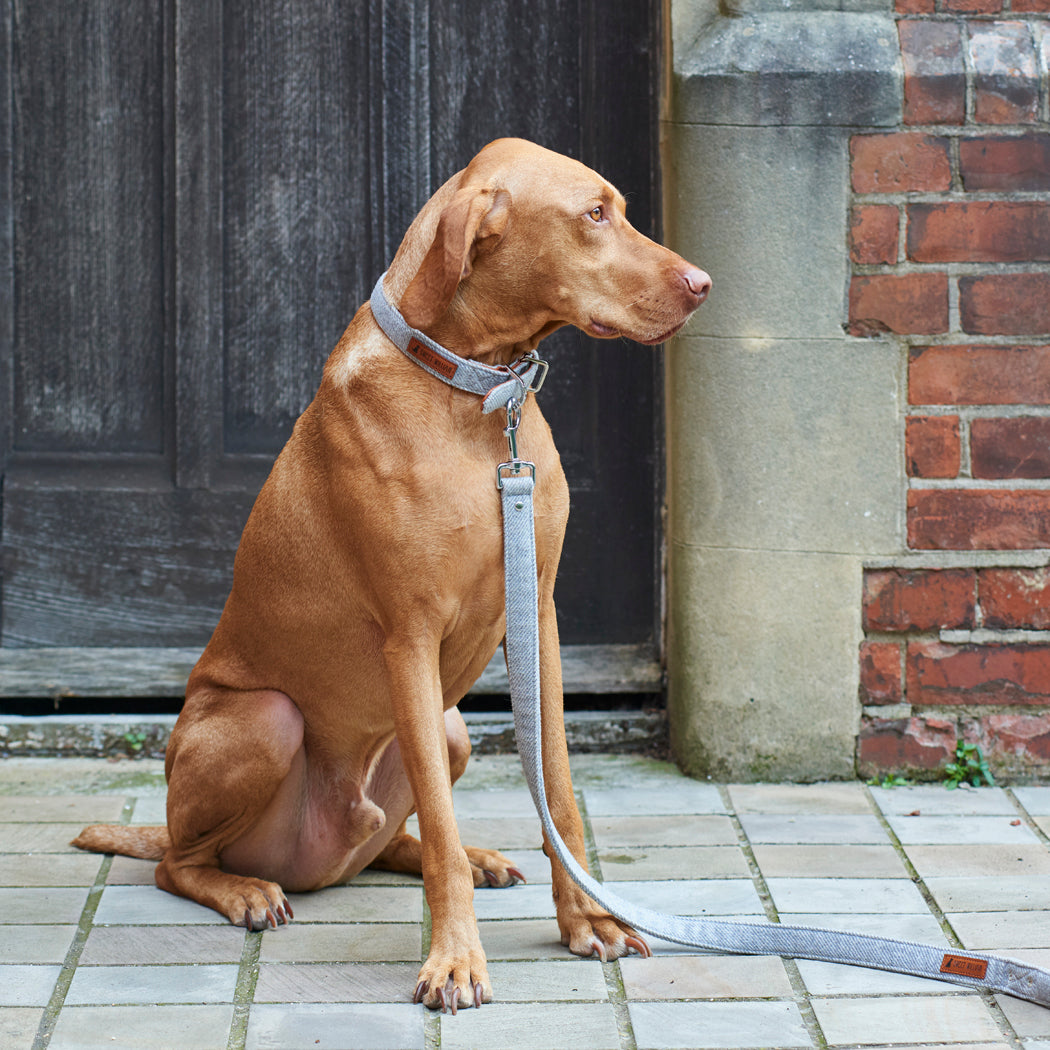 Dog wearing a grey tweed dog lead on a country walk