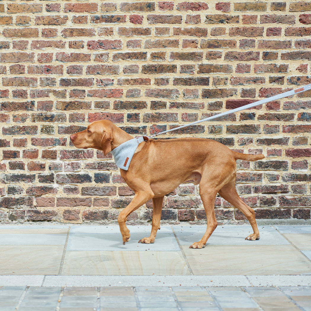 Dog wearing a grey tweed dog lead outdoors