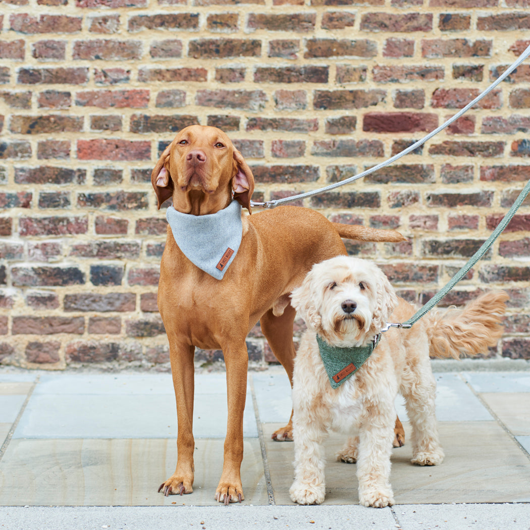 Dogs wearing a green tweed dog lead on a walk