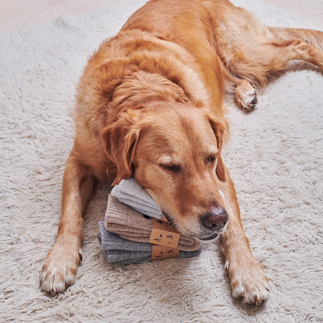 Dog resting on matching embroidered dog walking socks
