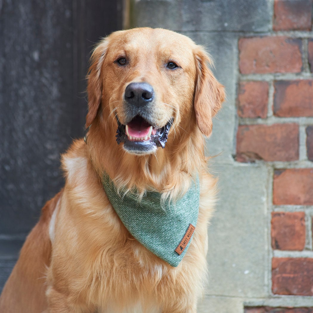 Golden Retriever looking wonderfully smart in a green tweed dog bandana by Sweet William Designs
