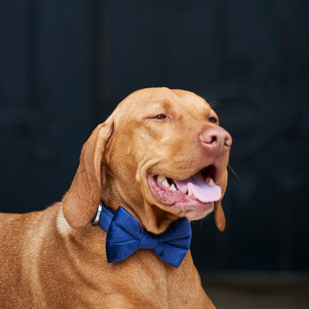 Vizsla showing off his navy velvet bow tie, looking smart against the dark doorway