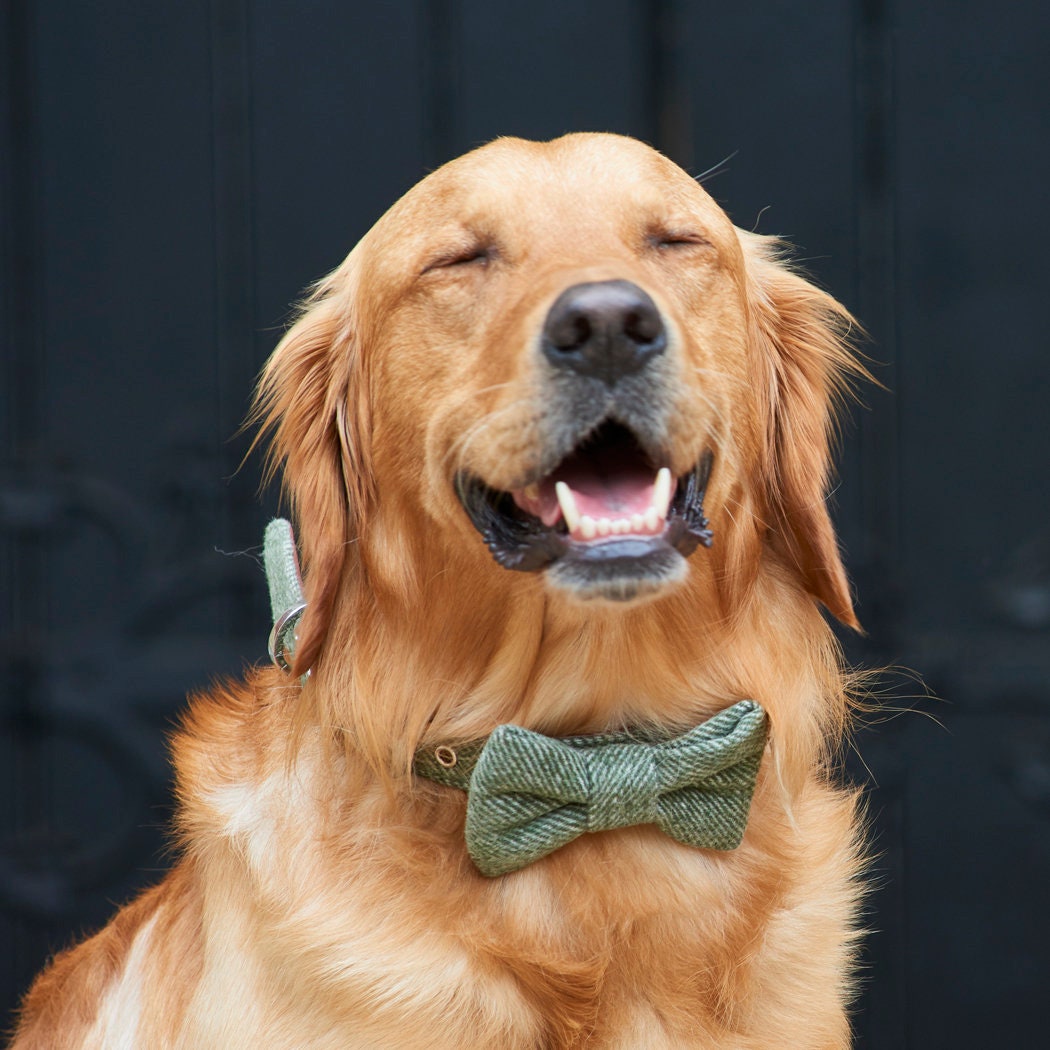 Green tweed dog bow tie close-up
