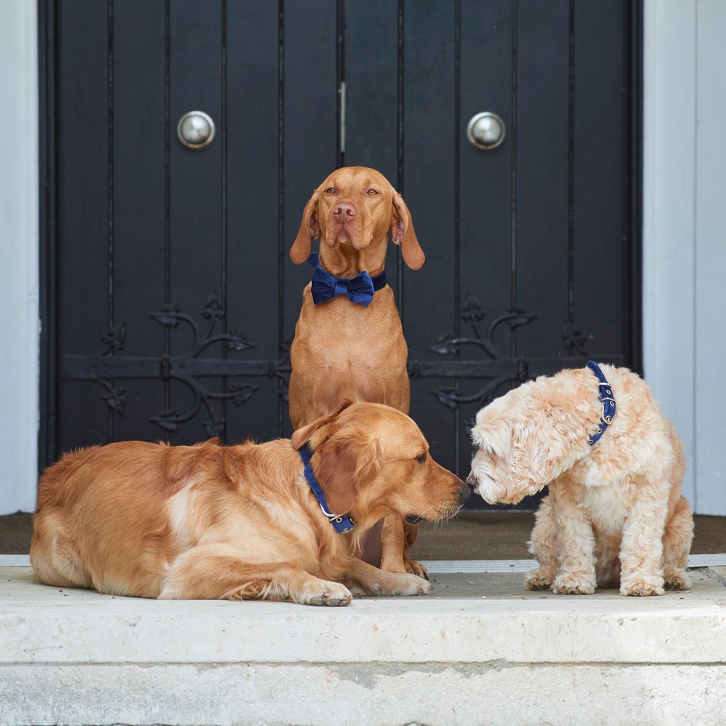 Golden Retriever, Vizsla and cream Cockapoo together on a doorstep wearing matching navy velvet accessories