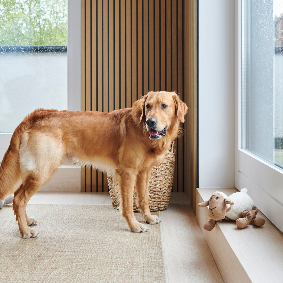 Cooper the Golden Retriever standing beside Woolliam the Lamb dog toy — playful gift for dogs by Sweet William Designs