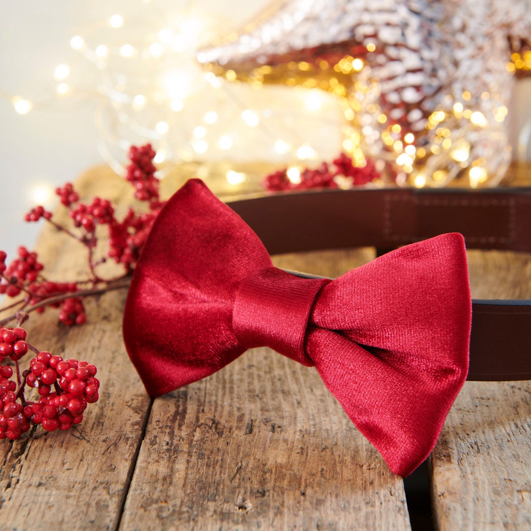 Red velvet dog bow tie attached to a brown collar on a rustic wooden table with festive lights and berries, a thoughtful Christmas gift for dogs