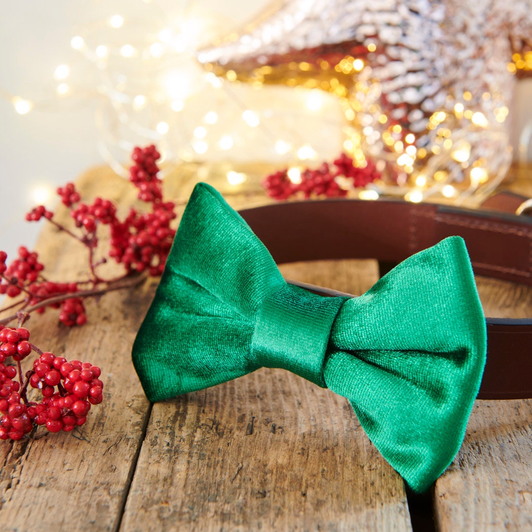Green velvet dog bow tie attached to a brown collar on a rustic wooden table with festive lights and berries, a lovely Christmas gift