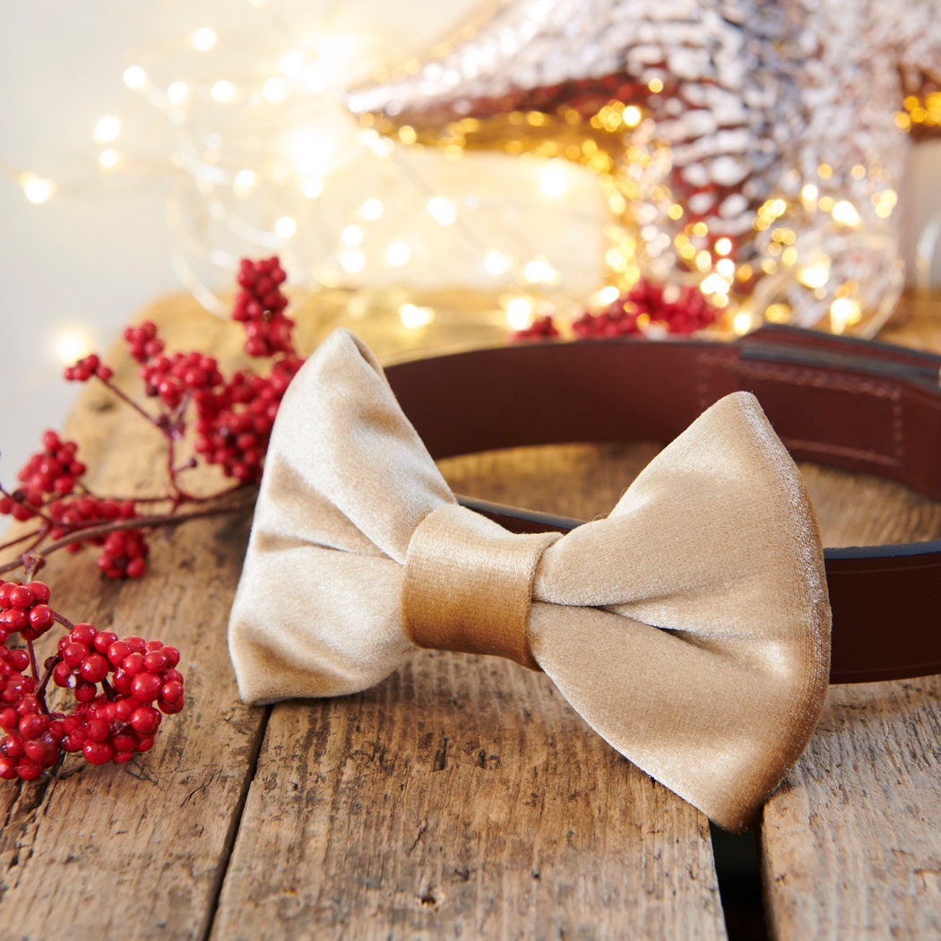 Gold velvet dog bow tie attached to a brown collar on a rustic wooden table with festive lights and berries, a lovely Christmas gift