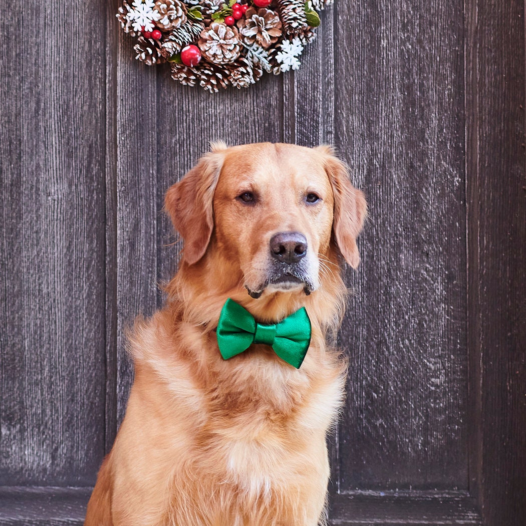 A golden retriever wearing a green velvet Christmas bow tie beneath a festive wreath, ready to celebrate
