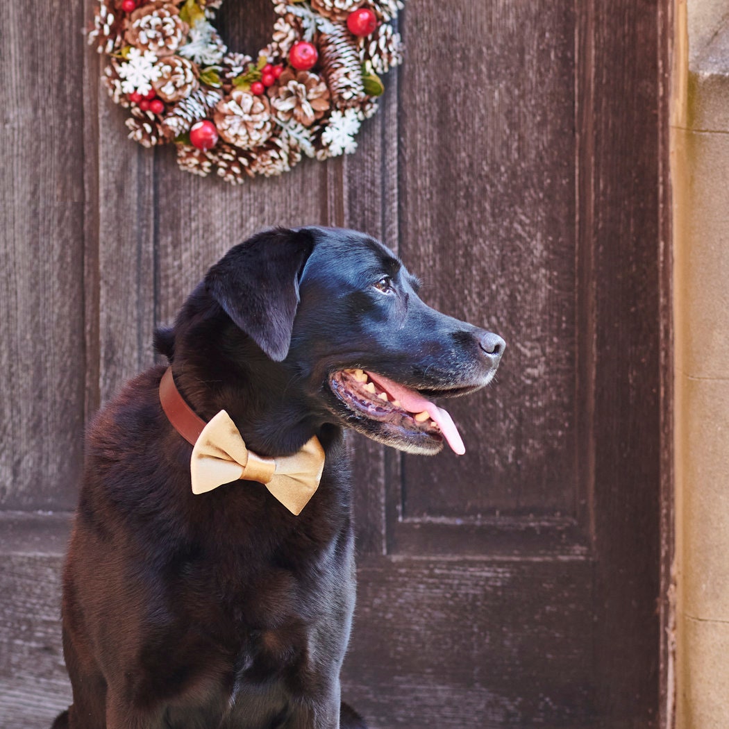 A smart black Labrador wearing a gold velvet Christmas bow tie beneath a festive wreath, perfect gift for dogs