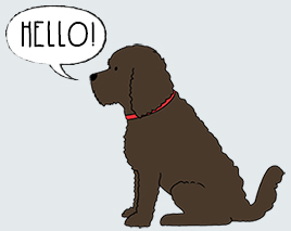Charming Cockapoo / Labradoodle things
