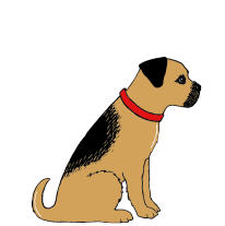 BORDER TERRIER