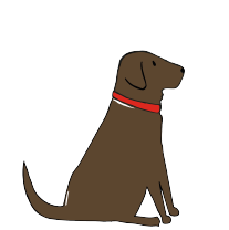 CHOCOLATE LABRADOR