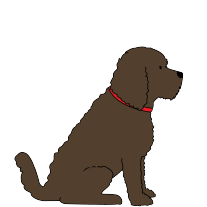 COCKAPOO / LABRADOODLE