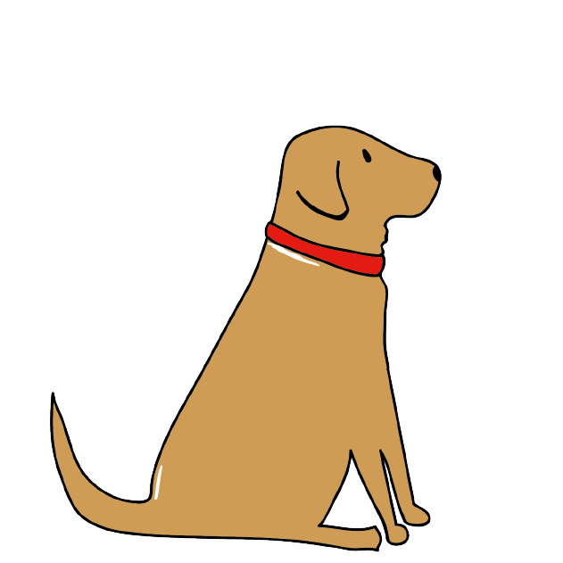FOX RED LABRADOR