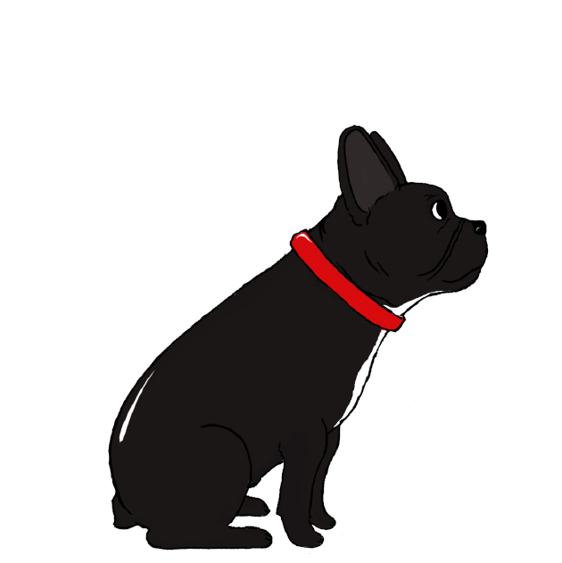 FRENCH BULLDOG