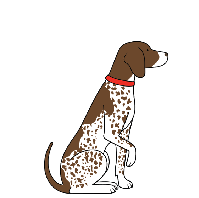GERMAN SHORTHAIRED POINTER