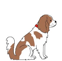 CAVALIER KING CHARLES SPANIEL