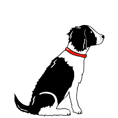 SPRINGER SPANIEL
