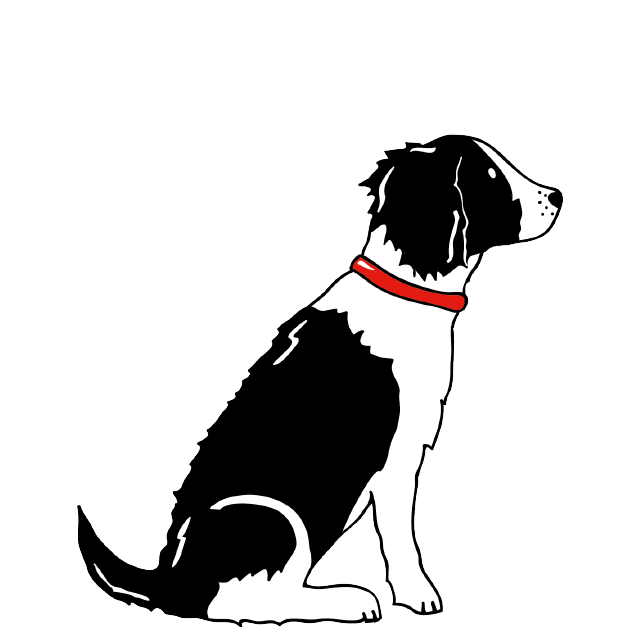 SPRINGER SPANIEL