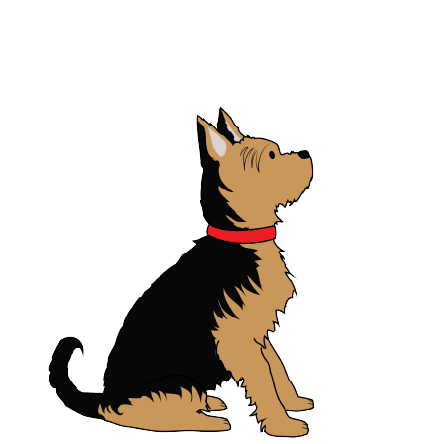 YORKSHIRE TERRIER