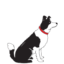 BORDER COLLIE