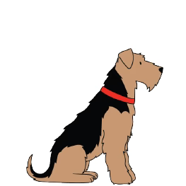 AIREDALE / WELSH / LAKELAND TERRIER