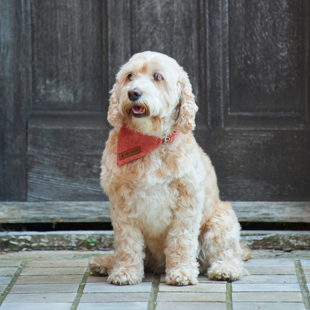 Cream Cockapoo looking smart in an orange tweed dog bandana, sitting proudly outside a rustic wooden door