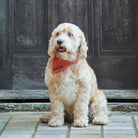 Cream Cockapoo looking smart in an orange tweed dog bandana, sitting proudly outside a rustic wooden door