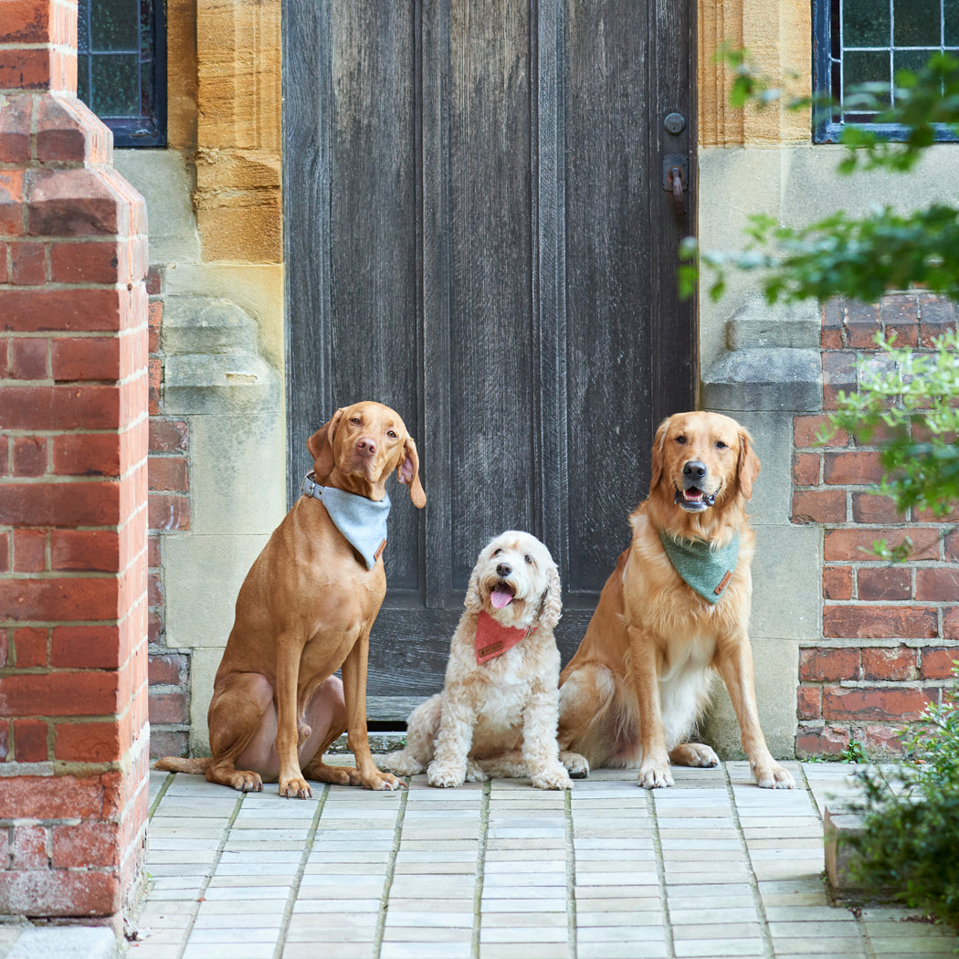 Vizsla, Cockapoo and Golden Retriever wearing grey, orange and green tweed dog bandanas outside a country doorway