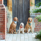 Vizsla, Cockapoo and Golden Retriever wearing grey, orange and green tweed dog bandanas outside a country doorway