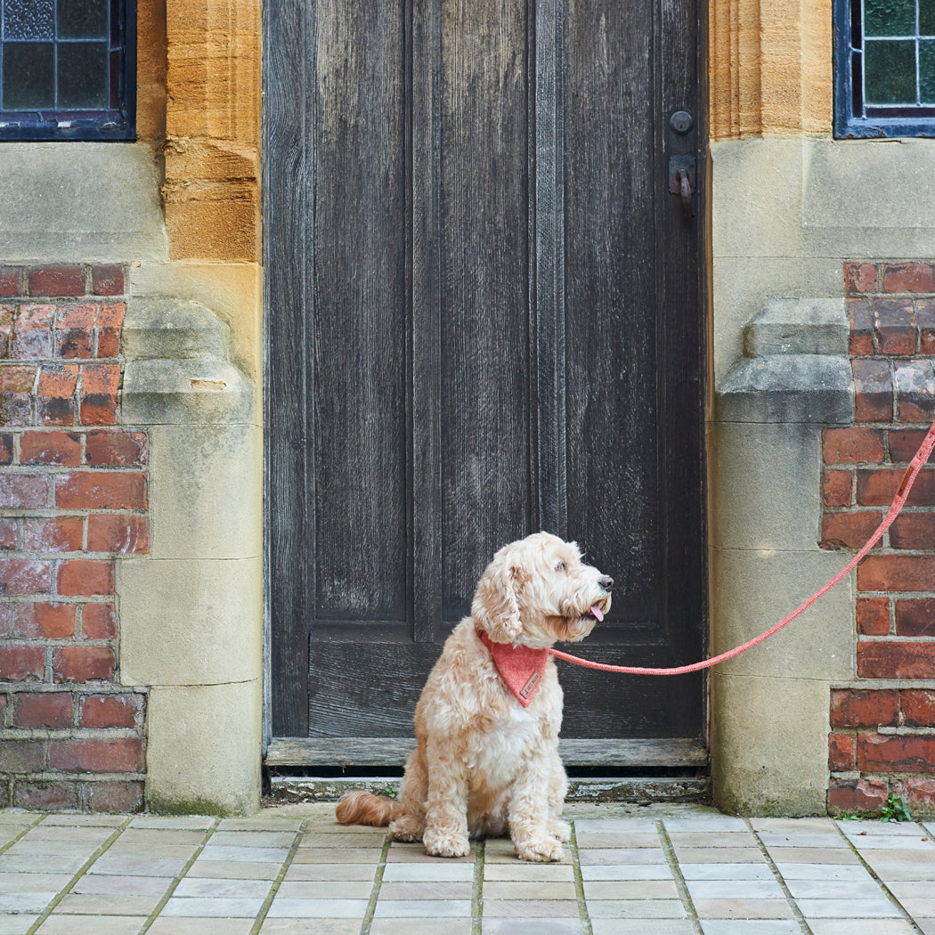 Cream Cockapoo modelling our orange tweed dog bandana with a matching lead, sitting outside a country doorway