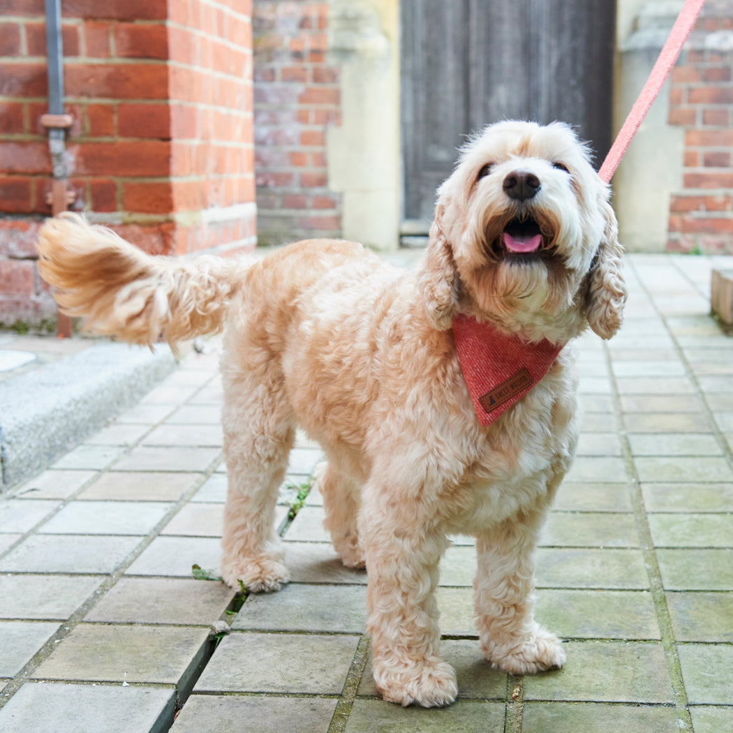 Happy cream Cockapoo wearing an orange tweed bandana with a matching dog lead on an outdoor walk